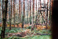 Moss Hammock