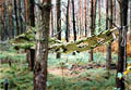 Moss Hammock