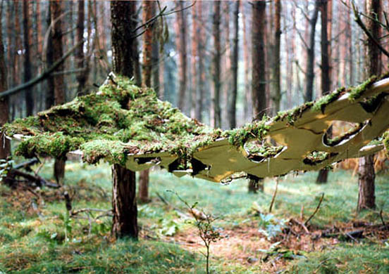 Moss Hammock