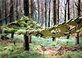 Moss Hammock