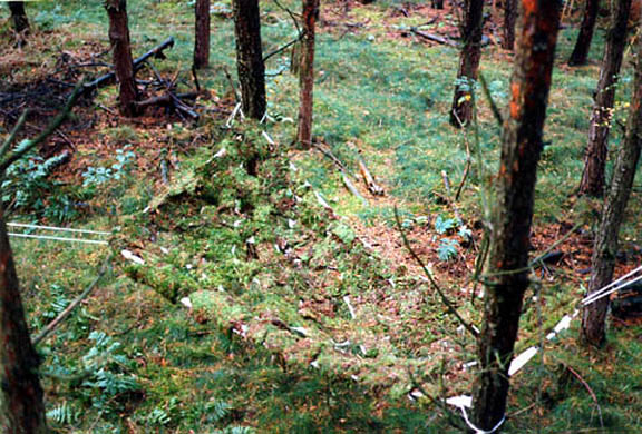 Moss Hammock