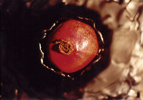 Life Cycle or Forbidden Fruit, 1993