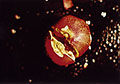 Life Cycle or Forbidden Fruit