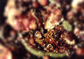 Life Cycle or Forbidden Fruit