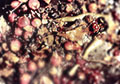 Life Cycle or Forbidden Fruit