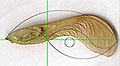 Seed Recursion, 2000