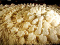 Autochthonous: The Soil's Offspring, 2003