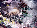 Dandelion I, 2006