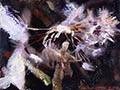 Dandelion III, 2006