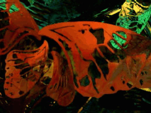 Metamorphosis, 1999
