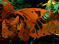 Metamorphosis, 1999