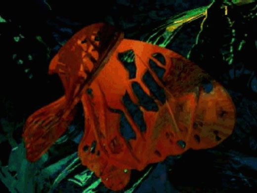 Metamorphosis, 1999