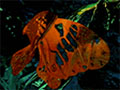 Metamorphosis, 1999