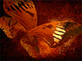 Metamorphosis, 1999