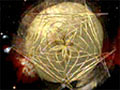 Super Symmetry, 2001 