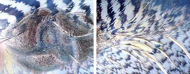 Li Current, 2007
