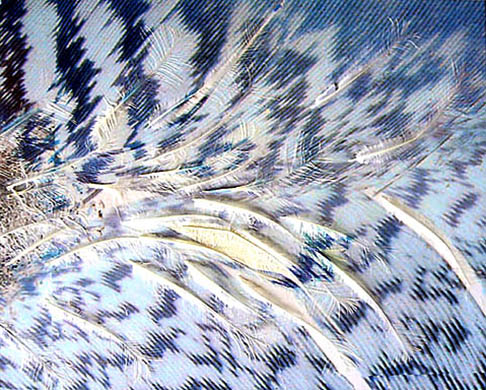 Li Current, 2007