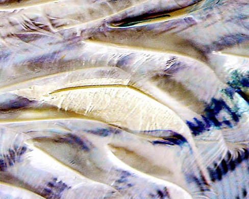 Li Current, 2007